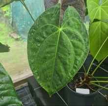 Load image into Gallery viewer, #J12 Anthurium Hybrid x (Papillilaminum x Dressleri)