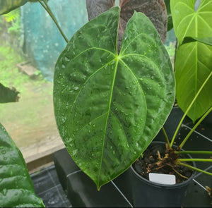 #J12 Anthurium Hybrid x (Papillilaminum x Dressleri)