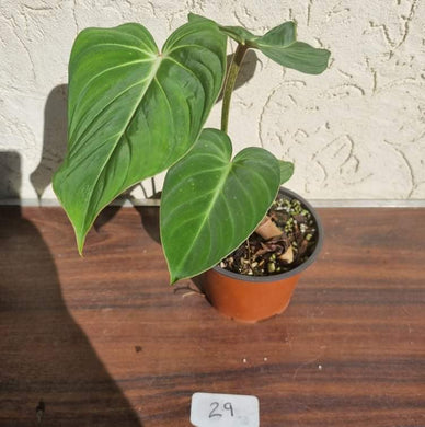 #29 Philodendron Gloriosum