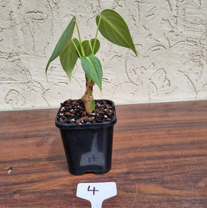 #4 Philodendron Glorious (Melanochrysum x Gloriosum) - Well rooted and shot cutting
