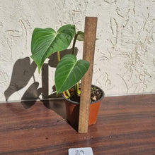Load image into Gallery viewer, #29 Philodendron Gloriosum