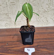 Load image into Gallery viewer, #4 Philodendron Glorious (Melanochrysum x Gloriosum) - Well rooted and shot cutting