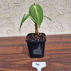 #4 Philodendron Glorious (Melanochrysum x Gloriosum) - Well rooted and shot cutting