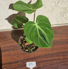 Load image into Gallery viewer, #29 Philodendron Gloriosum