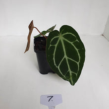 Load image into Gallery viewer, #7 Anthurium Crystallinum Hybrid