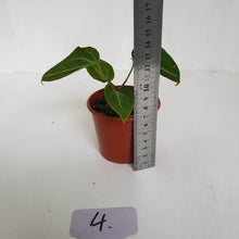 Load image into Gallery viewer, #4 Anthurium Magnificum Hybrid x - Seedling