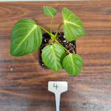 Load image into Gallery viewer, #4 Philodendron Glorious (Melanochrysum x Gloriosum) - Well rooted and shot cutting