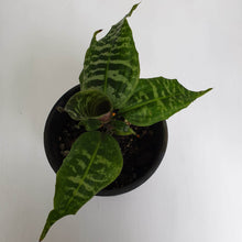 Load image into Gallery viewer, Dracaena Goldieana