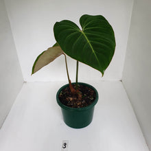 Load image into Gallery viewer, #3 Philodendron Gloriosum