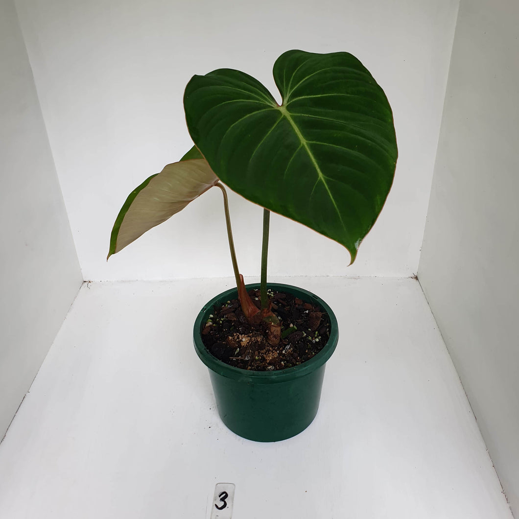 #3 Philodendron Gloriosum