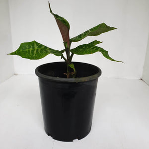 Dracaena Goldieana