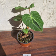 Load image into Gallery viewer, #29 Philodendron Gloriosum
