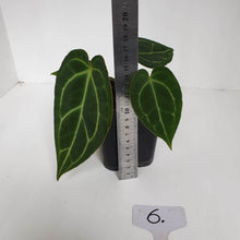 Load image into Gallery viewer, #6 Anthurium Crystallinum Hybrid