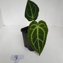 Load image into Gallery viewer, #9 Anthurium Crystallinum Hybrid