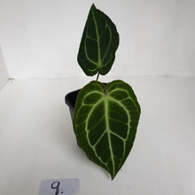 Load image into Gallery viewer, #9 Anthurium Crystallinum Hybrid