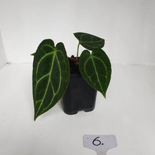 Load image into Gallery viewer, #6 Anthurium Crystallinum Hybrid