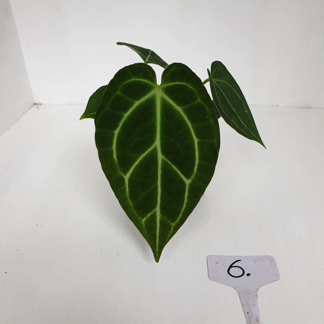 #6 Anthurium Crystallinum Hybrid