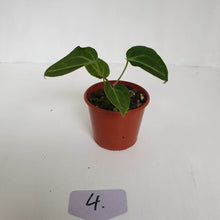 Load image into Gallery viewer, #4 Anthurium Magnificum Hybrid x - Seedling
