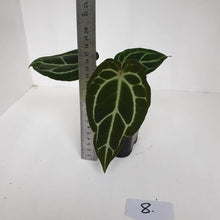 Load image into Gallery viewer, #8 Anthurium Crystallinum Hybrid