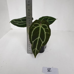 #8 Anthurium Crystallinum Hybrid