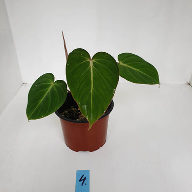#4 Philodendron Gloriosum