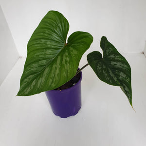 Philodendron Mamei