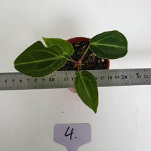 Load image into Gallery viewer, #4 Anthurium Magnificum Hybrid x - Seedling