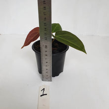 Load image into Gallery viewer, #1 Anthurium Magnificum Hybrid x - Seedling