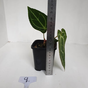 #9 Anthurium Crystallinum Hybrid