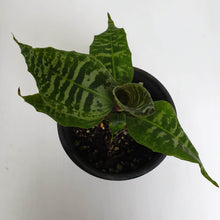 Load image into Gallery viewer, Dracaena Goldieana