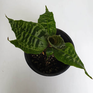 Dracaena Goldieana