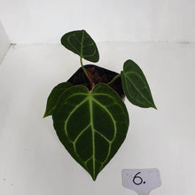 Load image into Gallery viewer, #6 Anthurium Crystallinum Hybrid