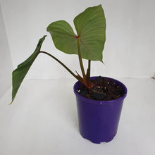 Load image into Gallery viewer, Philodendron Mamei