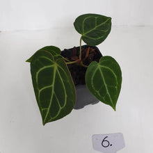 Load image into Gallery viewer, #6 Anthurium Crystallinum Hybrid