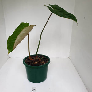 #3 Philodendron Gloriosum