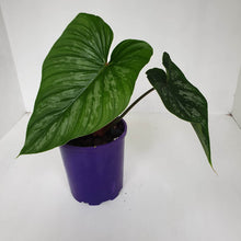 Load image into Gallery viewer, Philodendron Mamei
