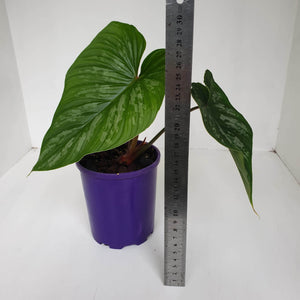 Philodendron Mamei