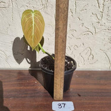 Load image into Gallery viewer, #37 Philodendron Melanochrysum