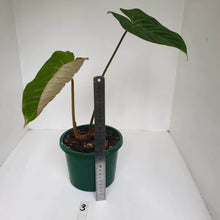 Load image into Gallery viewer, #3 Philodendron Gloriosum