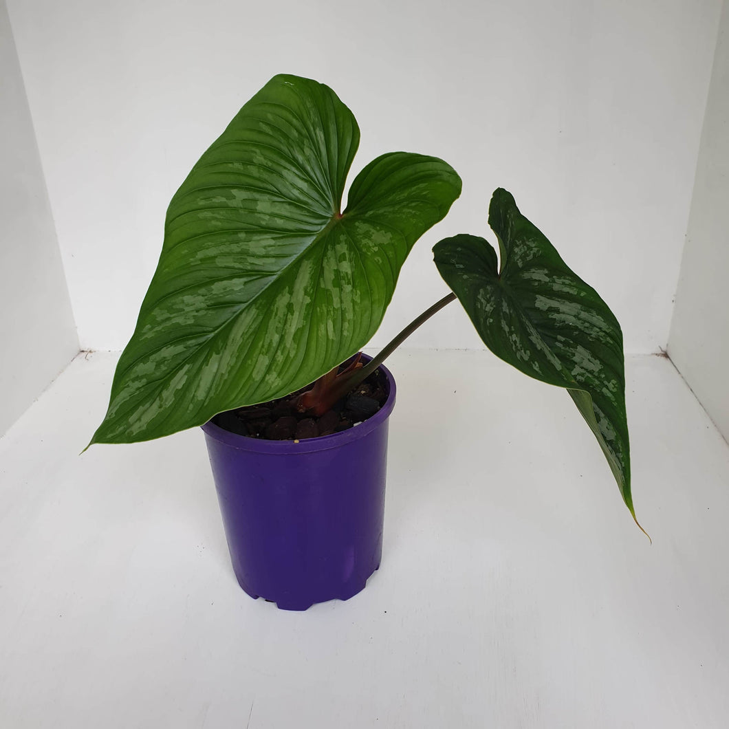 Philodendron Mamei