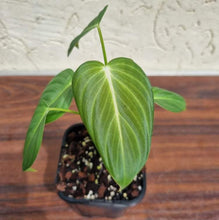 Load image into Gallery viewer, #4 Philodendron Glorious (Melanochrysum x Gloriosum) - Well rooted and shot cutting
