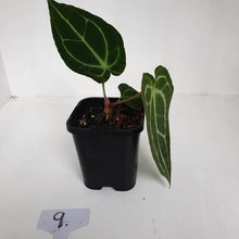 Load image into Gallery viewer, #9 Anthurium Crystallinum Hybrid