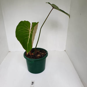 #3 Philodendron Gloriosum