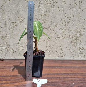 #4 Philodendron Glorious (Melanochrysum x Gloriosum) - Well rooted and shot cutting