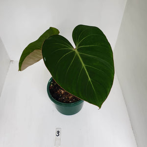 #3 Philodendron Gloriosum