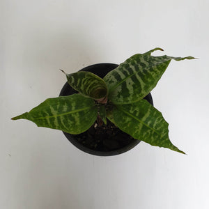 Dracaena Goldieana