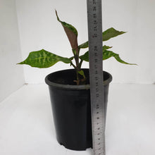 Load image into Gallery viewer, Dracaena Goldieana