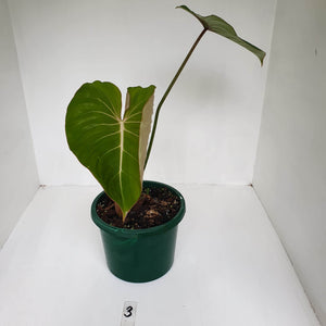 #3 Philodendron Gloriosum