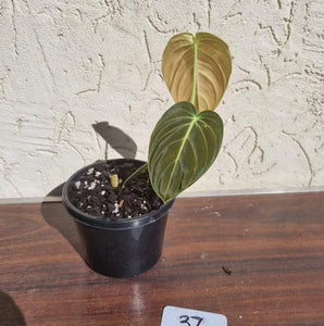 #37 Philodendron Melanochrysum