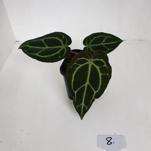 #8 Anthurium Crystallinum Hybrid